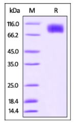Cynomolgus M-CSF R, His Tag on SDS-PAGE under reducing (R) condition. The gel was stained overnight with Coomassie Blue. The purity of the protein is greater than 95%.